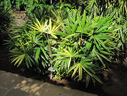 Variegated Lady Palm (Rhapis excelsa 'Variegata') at A Very Successful Garden Center