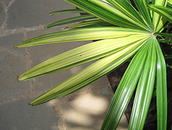 Variegated Lady Palm (Rhapis excelsa 'Variegata') at Stonegate Gardens
