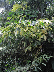 Variegated Fishtail Palm (Caryota mitis 'Variegata') at A Very Successful Garden Center