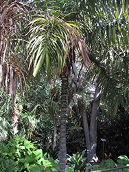 Mocora Palm (Astrocaryum standleyanum) at Lakeshore Garden Centres