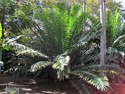 Kwango Giant Cycad (Encephalartos laurentianus) at A Very Successful Garden Center