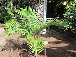 Purple King Palm (Archontophoenix purpurea) at Stonegate Gardens
