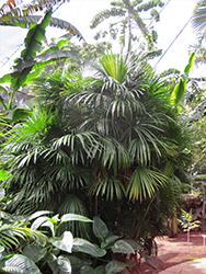 Finger Palm (Rhapis multifida) at A Very Successful Garden Center