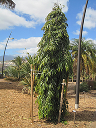 Columnar Mast Tree (Polyalthia longifolia 'Pendula') at A Very Successful Garden Center