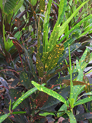 Stoplight Croton (Codiaeum variegatum 'Stoplight') at A Very Successful Garden Center