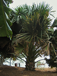Talipot Palm (Corypha umbraculifera) at Stonegate Gardens