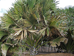 Talipot Palm (Corypha umbraculifera) at Stonegate Gardens