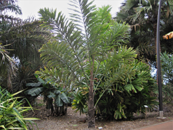 Distichous Fishtail Palm (Wallichia disticha) at Stonegate Gardens