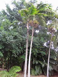 Tibetan Sugar Palm (Arenga micrantha) at A Very Successful Garden Center