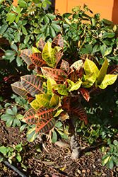 Variegated Croton (Codiaeum variegatum var. pictum) at A Very Successful Garden Center