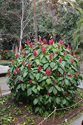Brazilian Red Coat (Megaskepasma erythrochlamys) at A Very Successful Garden Center