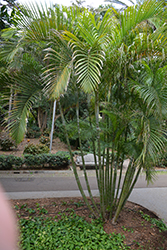 Areca Palm (Dypsis lutescens) at A Very Successful Garden Center