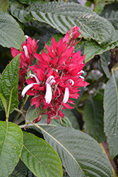 Brazilian Red Coat (Megaskepasma erythrochlamys) at A Very Successful Garden Center