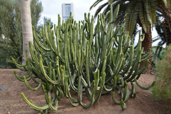 Canary Island Spurge (Euphorbia canariensis) at Lakeshore Garden Centres