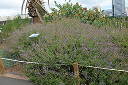 Canary Island Lavender (Lavandula canariensis) at A Very Successful Garden Center