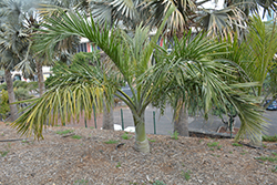 Buccaneer Palm (Pseudophoenix sargentii) at Stonegate Gardens