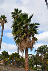 Mexican Fan Palm (Washingtonia robusta) at Lakeshore Garden Centres
