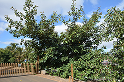 Velutina Fig (Ficus velutina) at A Very Successful Garden Center