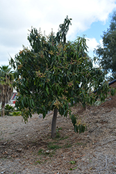Sri Lanka Wild Mango (Mangifera zeylanica) at A Very Successful Garden Center