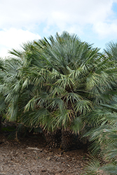 Atlas Mountain Palm (Chamaerops humilis var. argentea) at Stonegate Gardens