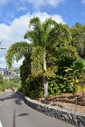 Foxtail Palm (Wodyetia bifurcata) at A Very Successful Garden Center