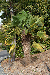 Waggy Palm (Trachycarpus fortunei 'Wagnerianus') at A Very Successful Garden Center