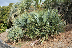 Sierra Madre Palm (Brahea decumbens) at Stonegate Gardens
