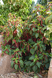 Firetail Chenille Plant (Acalypha hispida) at A Very Successful Garden Center