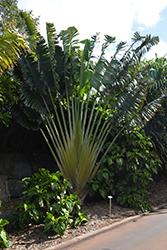 Orange Traveller's Palm (Ravenala madagascariensis 'Ambanja') at A Very Successful Garden Center