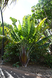 Honkandambo Traveller's Palm (Ravenala 'Honkandambo') at A Very Successful Garden Center