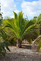 Manarano Palm (Beccariophoenix madagascariensis) at A Very Successful Garden Center