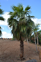 San Jose Hesper Palm (Brahea brandegeei) at A Very Successful Garden Center