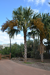 Bay Palmetto (Sabal mauritiiformis) at A Very Successful Garden Center