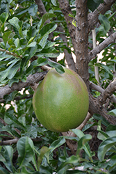 Pummelo (Citrus maxima) at A Very Successful Garden Center