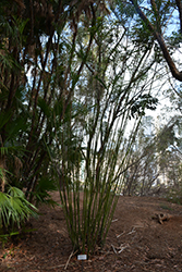 Reed Palm (Chamaedorea seifrizii) at Lakeshore Garden Centres