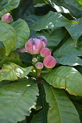 Majestic Heaven Lotus Tree (Gustavia augusta) at A Very Successful Garden Center