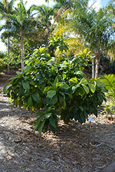 Majestic Heaven Lotus Tree (Gustavia augusta) at A Very Successful Garden Center