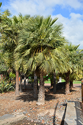 Caranday Palm (Copernicia alba) at Stonegate Gardens