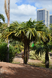 Arikury Palm (Syagrus schizophylla) at Stonegate Gardens