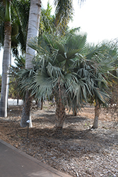 Blue Yarey Palm (Copernicia hospita) at Stonegate Gardens