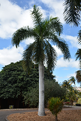 Florida Royal Palm (Roystonea regia) at A Very Successful Garden Center