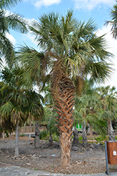 Cabbage Palm (Sabal palmetto) at A Very Successful Garden Center