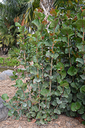 Seagrape (Coccoloba uvifera) at A Very Successful Garden Center
