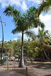 Morass Royal Palm (Roystonea princeps) at Stonegate Gardens
