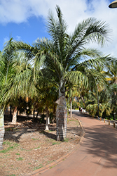 Wine Palm (Pseudophoenix vinifera) at Lakeshore Garden Centres