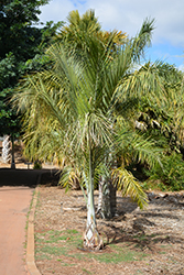 Wine Palm (Pseudophoenix vinifera) at Stonegate Gardens