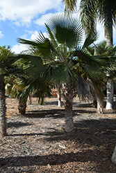 Short Hair Old Man Palm (Coccothrinax crinita subsp. brevicrinis) at A Very Successful Garden Center