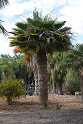 Old Man Palm (Coccothrinax crinita) at Stonegate Gardens