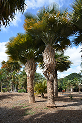Bailey's Fan Palm (Copernicia baileyana) at A Very Successful Garden Center