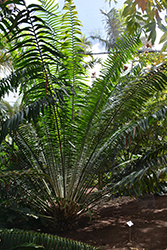 Kwango Giant Cycad (Encephalartos laurentianus) at A Very Successful Garden Center
